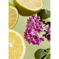 Haan Body Oil Purifying Verbena 100ml