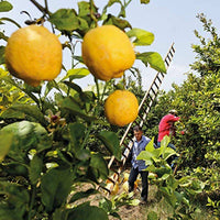 Weleda Citrus Body Oil 100ml